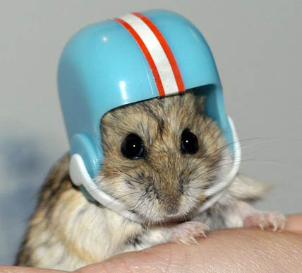 Название: hamster.jpg
Просмотров: 265

Размер: 35.3 Кб