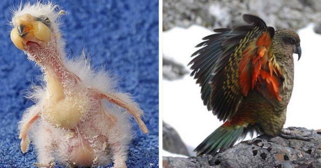 Название: kea.jpg
Просмотров: 118

Размер: 41.8 Кб