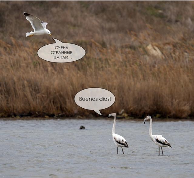 Нажмите на изображение для увеличения
Название: flamingo_v_sevastopole-5.jpg
Просмотров: 33
Размер:	29.6 Кб
ID:	19353