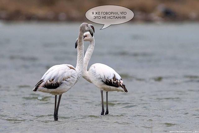 Нажмите на изображение для увеличения
Название: flamingo-.jpg
Просмотров: 39
Размер:	28.4 Кб
ID:	19354