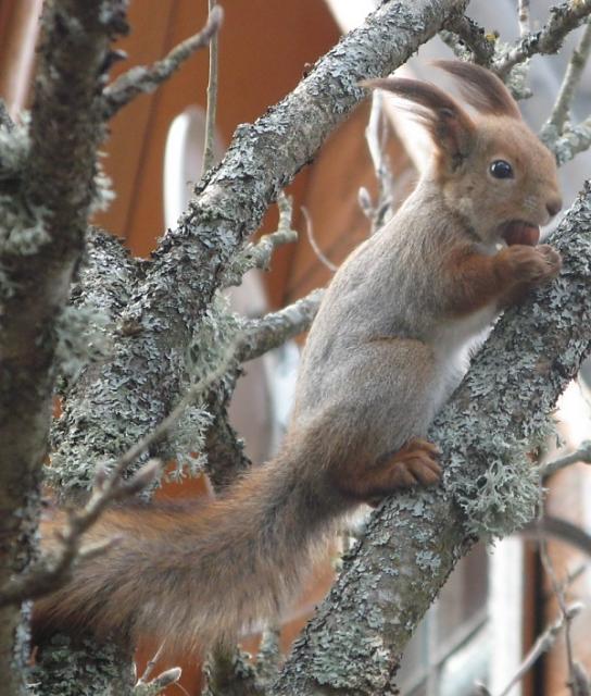 Нажмите на изображение для увеличения
Название: Белка.jpg
Просмотров: 94
Размер:	186.0 Кб
ID:	677