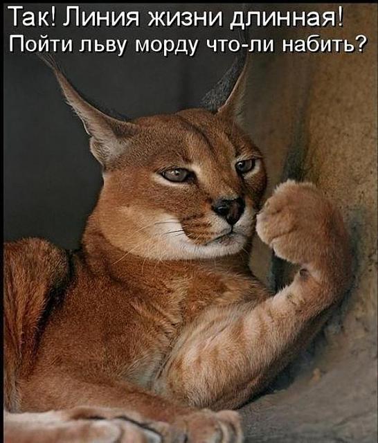 Нажмите на изображение для увеличения
Название: 200ef7b3db71c94422b7d5c8376_prev.jpg
Просмотров: 41
Размер:	33.1 Кб
ID:	7466
