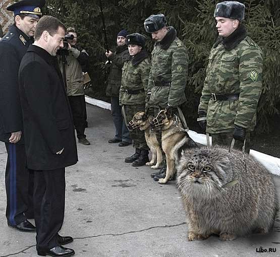 Нажмите на изображение для увеличения
Название: 38551326_1232655606_medvedev_i_manul.jpg
Просмотров: 57
Размер:	49.3 Кб
ID:	7528