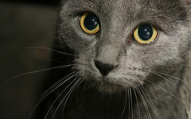 Нажмите на изображение для увеличения
Название: grey-cat_meantux_nc.jpg
Просмотров: 107
Размер:	37.9 Кб
ID:	8508