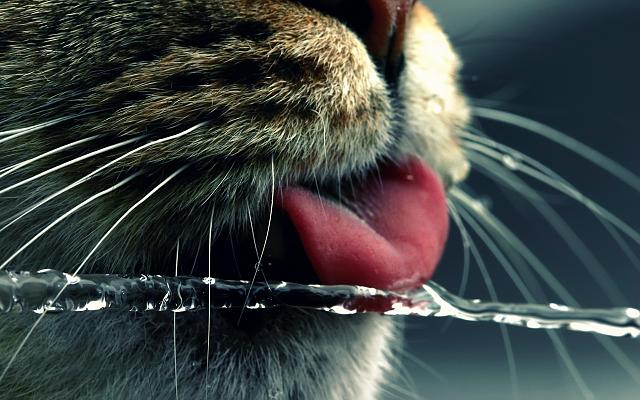 Нажмите на изображение для увеличения
Название: Koshka-i-voda.jpg
Просмотров: 100
Размер:	45.9 Кб
ID:	8509
