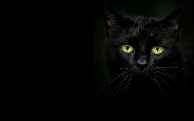 Нажмите на изображение для увеличения
Название: hellowin-black-cat-09_bartheq_nc.jpg
Просмотров: 104
Размер:	11.7 Кб
ID:	8511