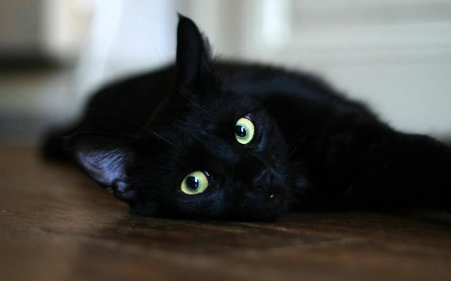 Нажмите на изображение для увеличения
Название: hellowin-black-cat-01_siobhansilke_nc.jpg
Просмотров: 97
Размер:	15.5 Кб
ID:	8512