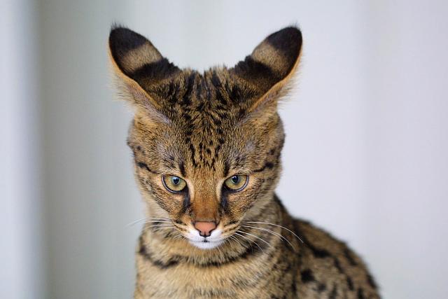 Нажмите на изображение для увеличения
Название: savannah_cat_01.jpg
Просмотров: 94
Размер:	26.8 Кб
ID:	8513